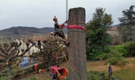Élagueur professionnel pour démontage d'un arbre difficile d'accès à Lyon